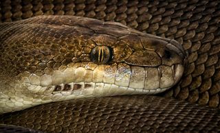 This stock photo shows an Australian olive python.