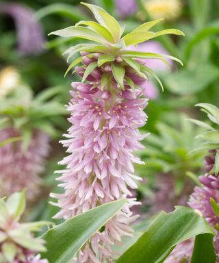 Pineapple Lily flower (Eucomis)