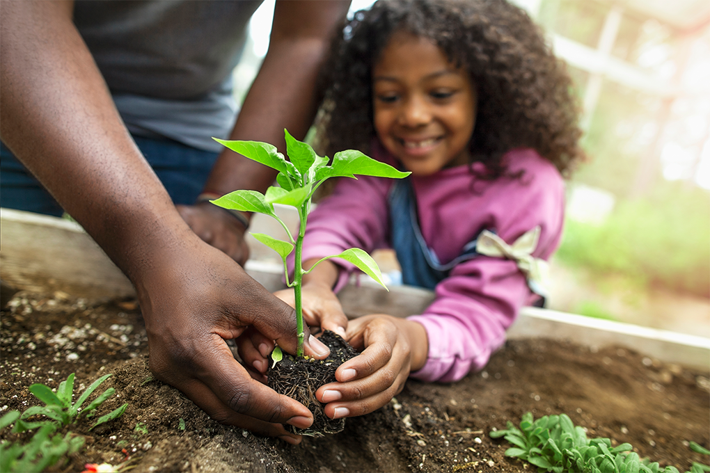 A girl and her dad planting in the garden 