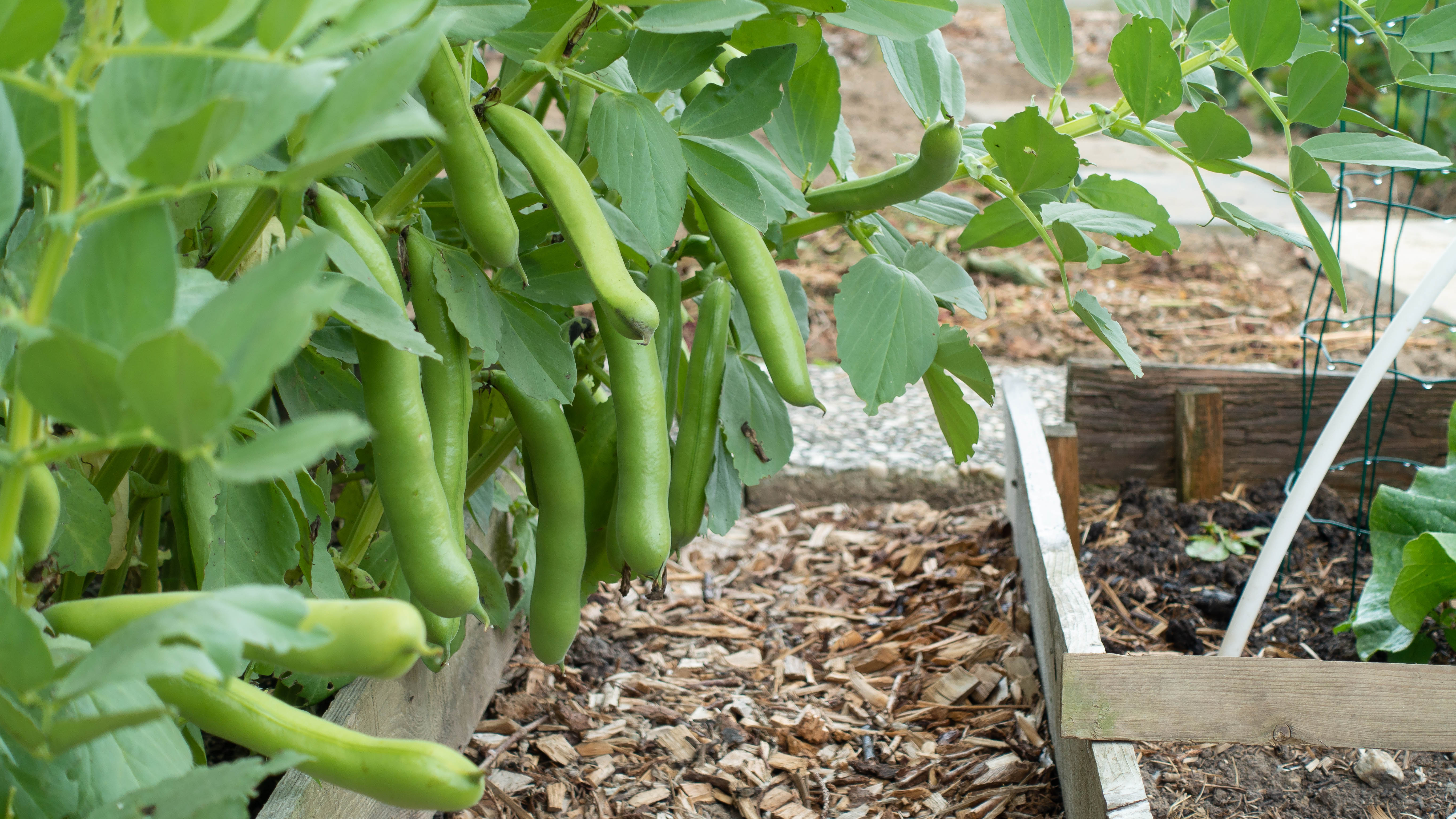 Broad beans