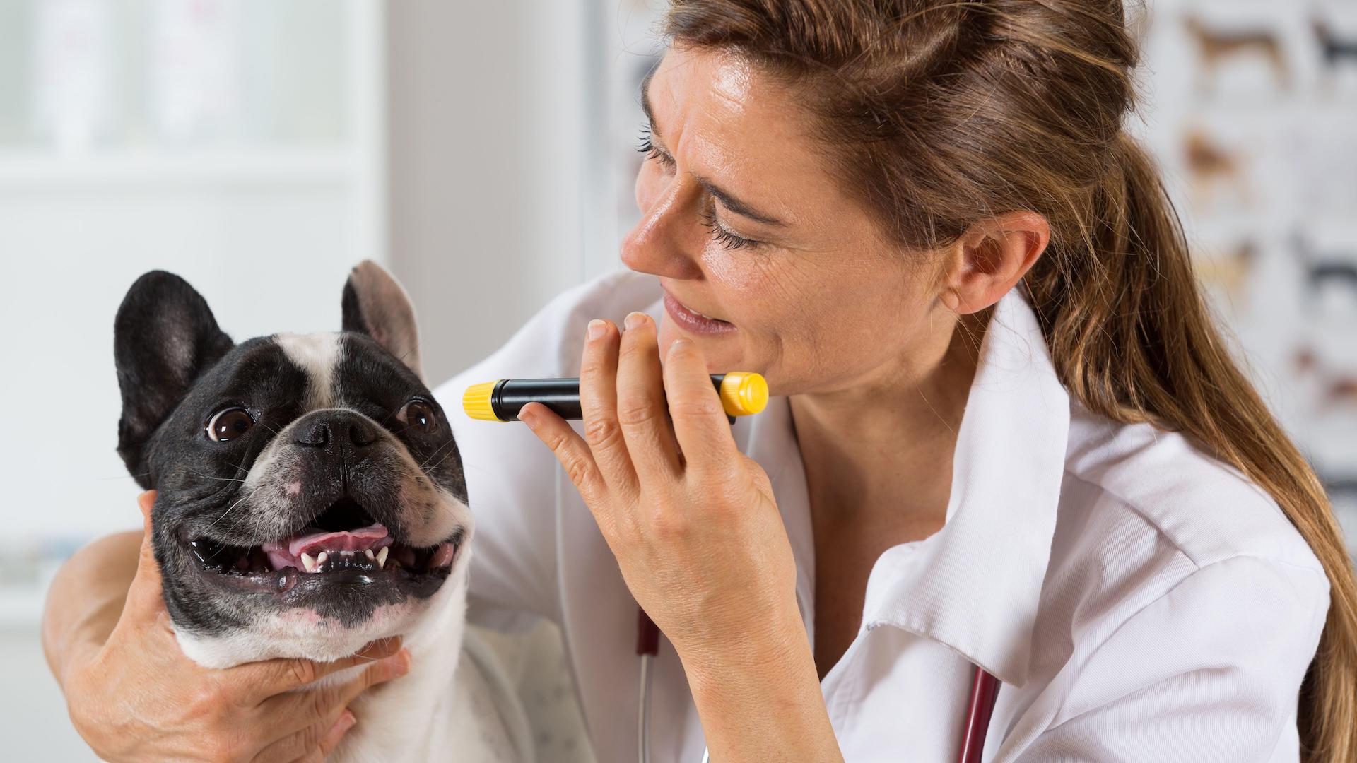 Vet inspecting bulldog's eyes