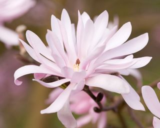 close up of pink flower on Magnolia Stellata 'Jane Platt'