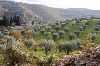 Bucciarelli&rsquo;s Antico Podere Casanova - old vines co-planted with olive trees