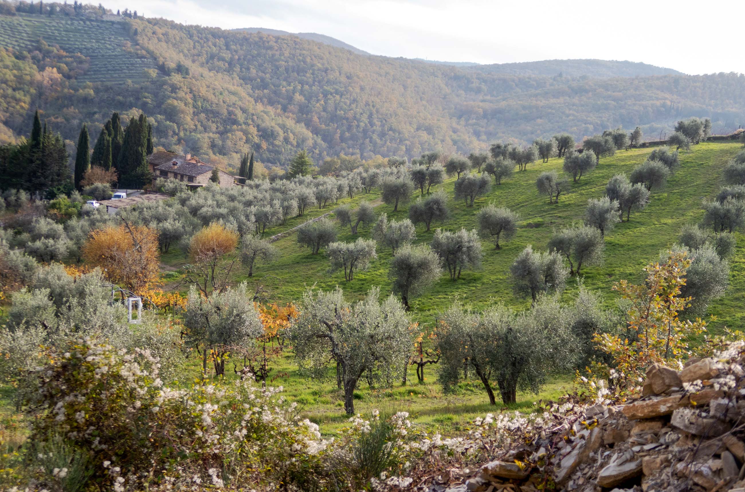 Bucciarelli&amp;rsquo;s Antico Podere Casanova - old vines co-planted with olive trees