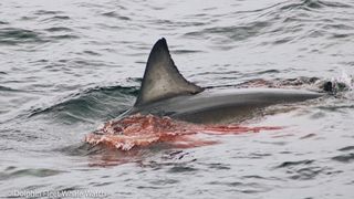 A shark swims in blood-infested waters. 