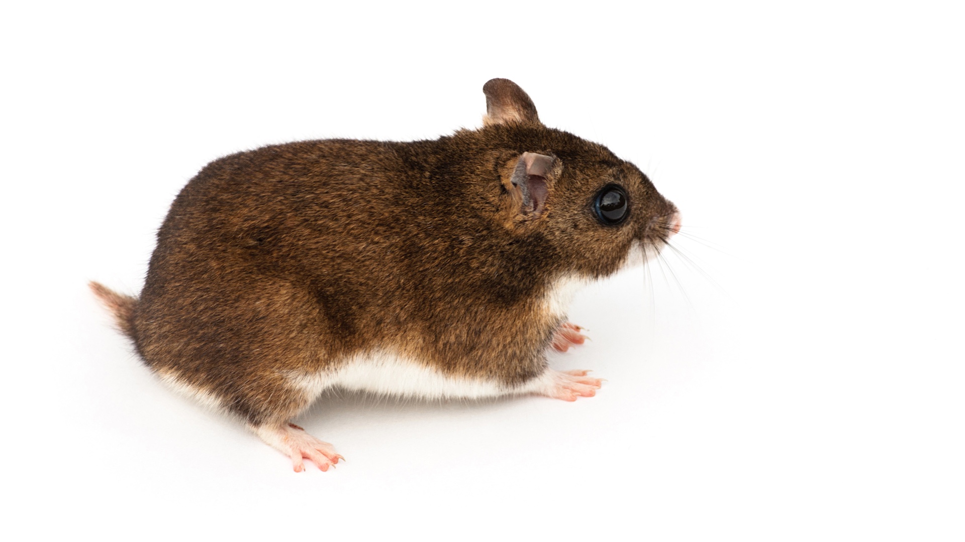 Kazakh or eversmann's hamster