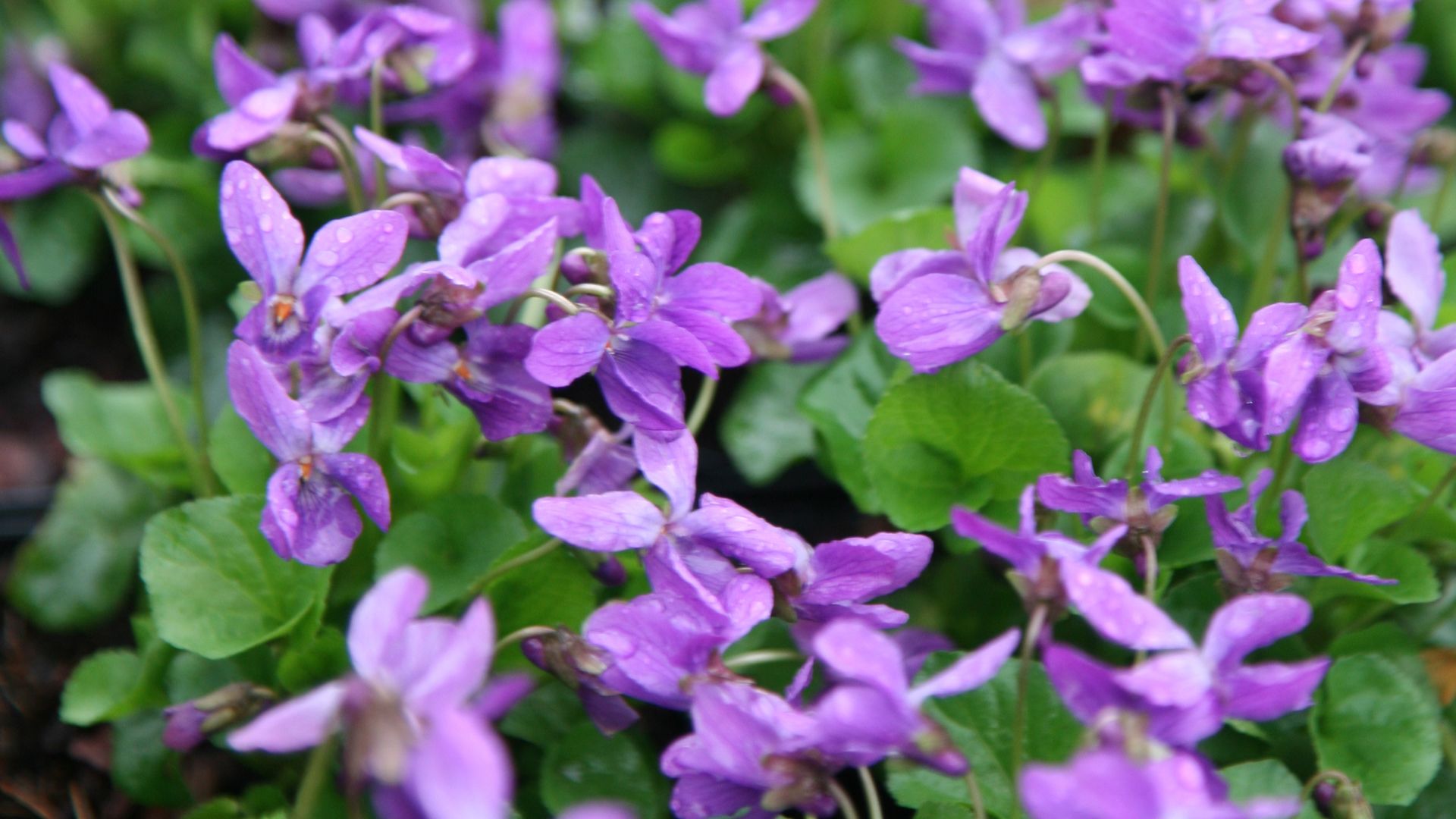 This most popular spring flower revealed are you a fan? Gardeningetc