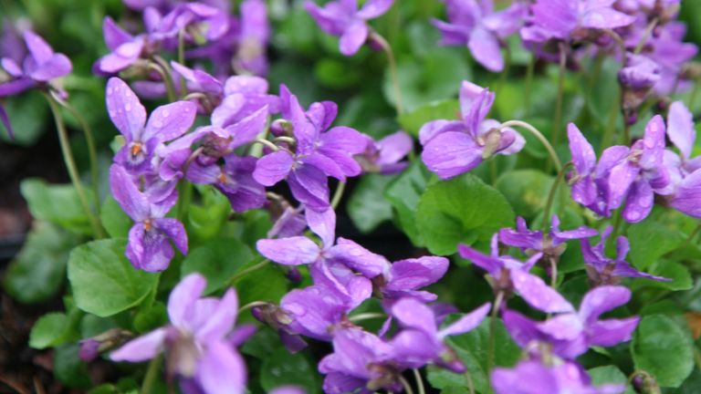 Purple violets