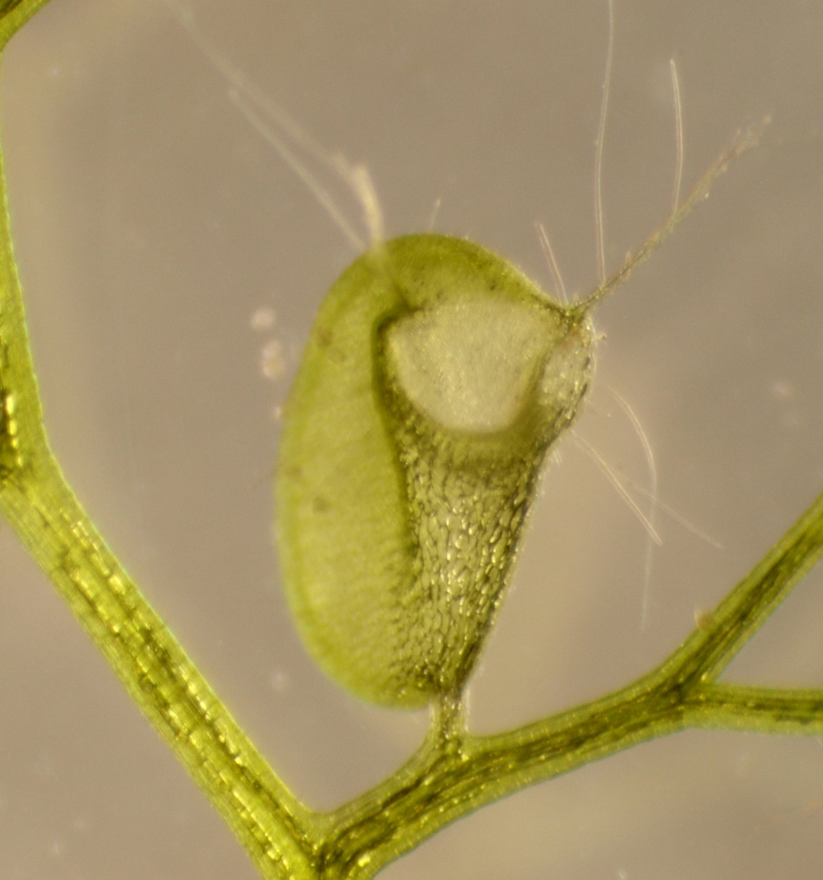 Venus Fly Traps and Bladderworts (Utricularia): The Strange…