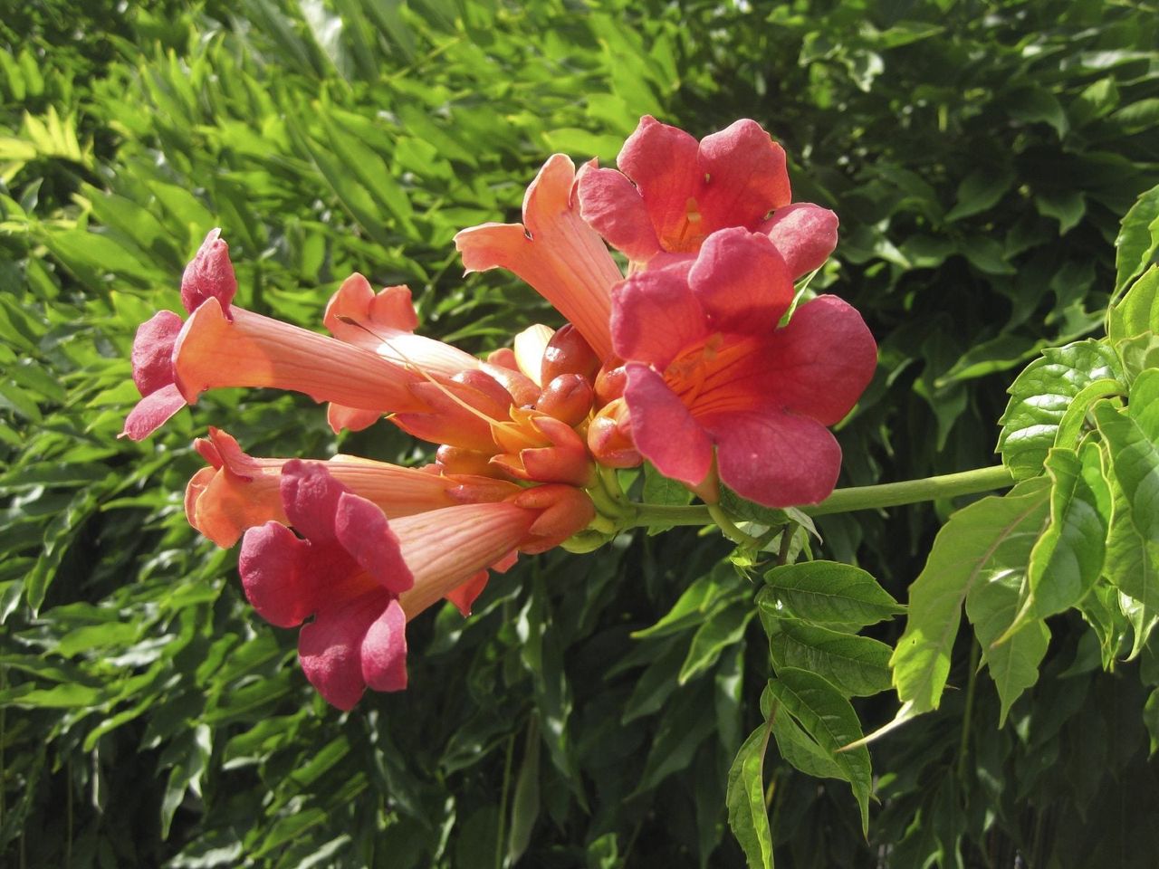 Pink-Orange Flowered Trumpet Vines