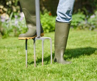 Gardener aerating the garden lawn with a digging fork