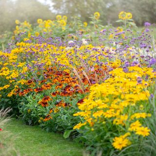 Garden border full of rudbeckias, coneflowers, and daisies