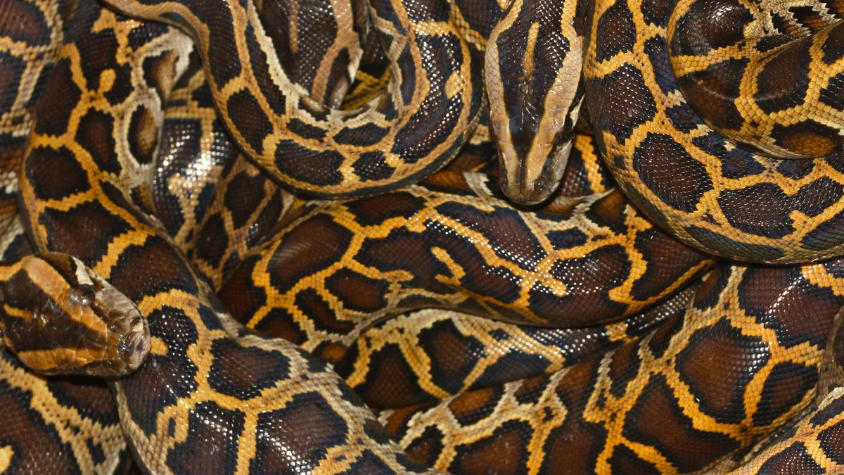 What does python taste like because it could be slithering onto our