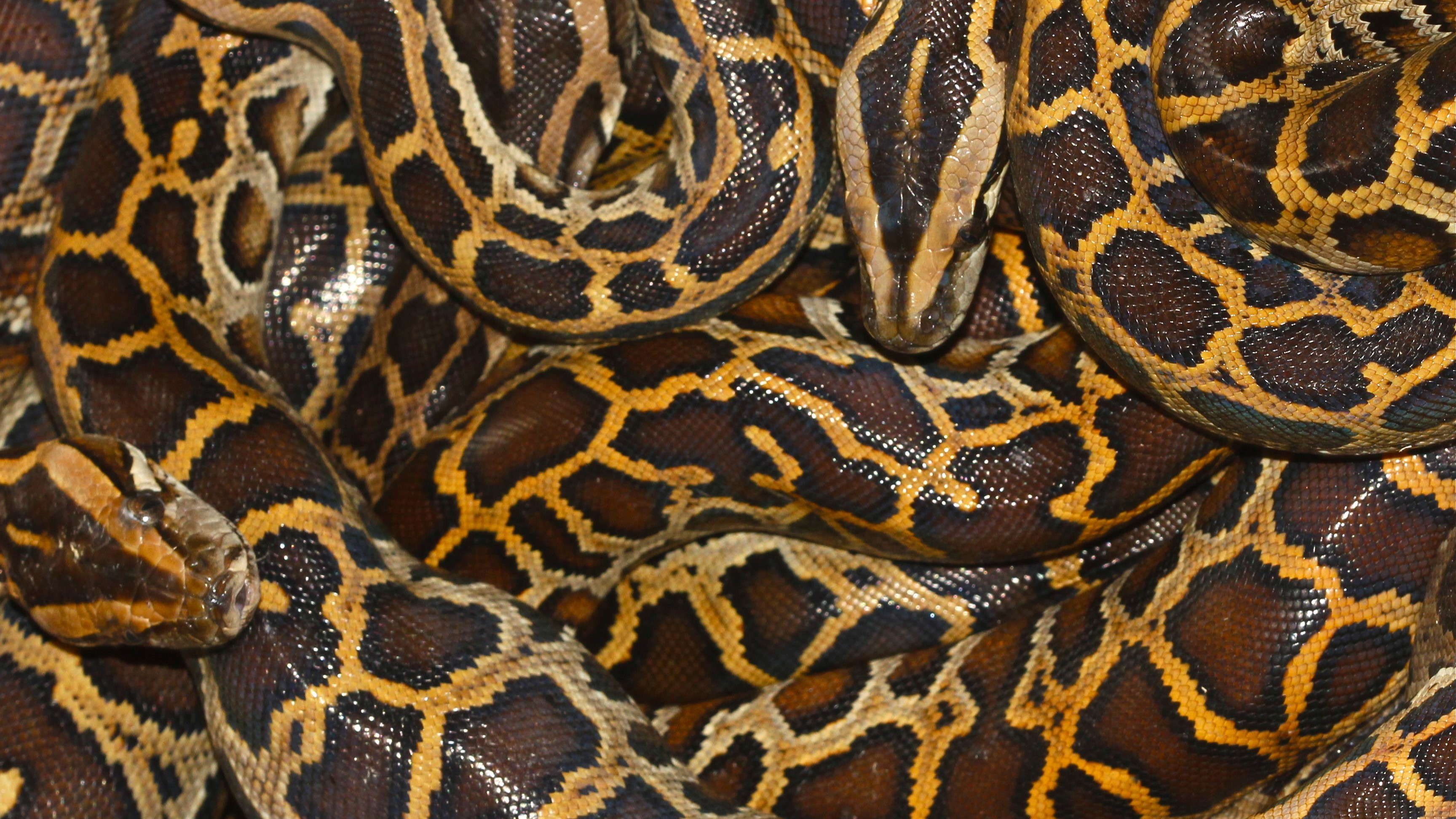 Pythons one of top of another in a snake farm.