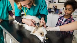 Emergency vet cost - A female vet examines a small dog
