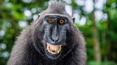 A macaque grins at the camera.