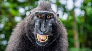 A macaque grins at the camera.