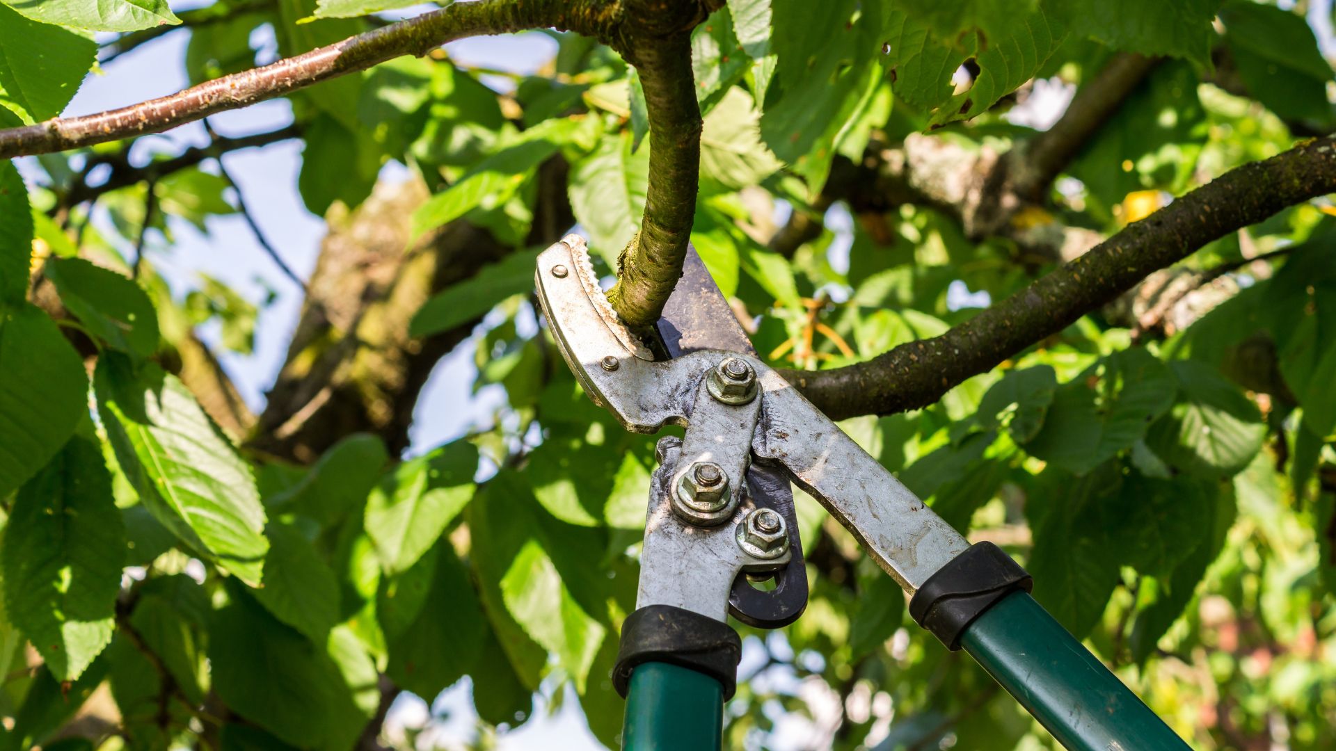 picture of someone cutting apple tree branch with pruning sheers