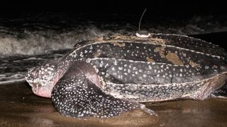 A tagged leatherback heads out to sea after nesting in the Solomon Islands. 