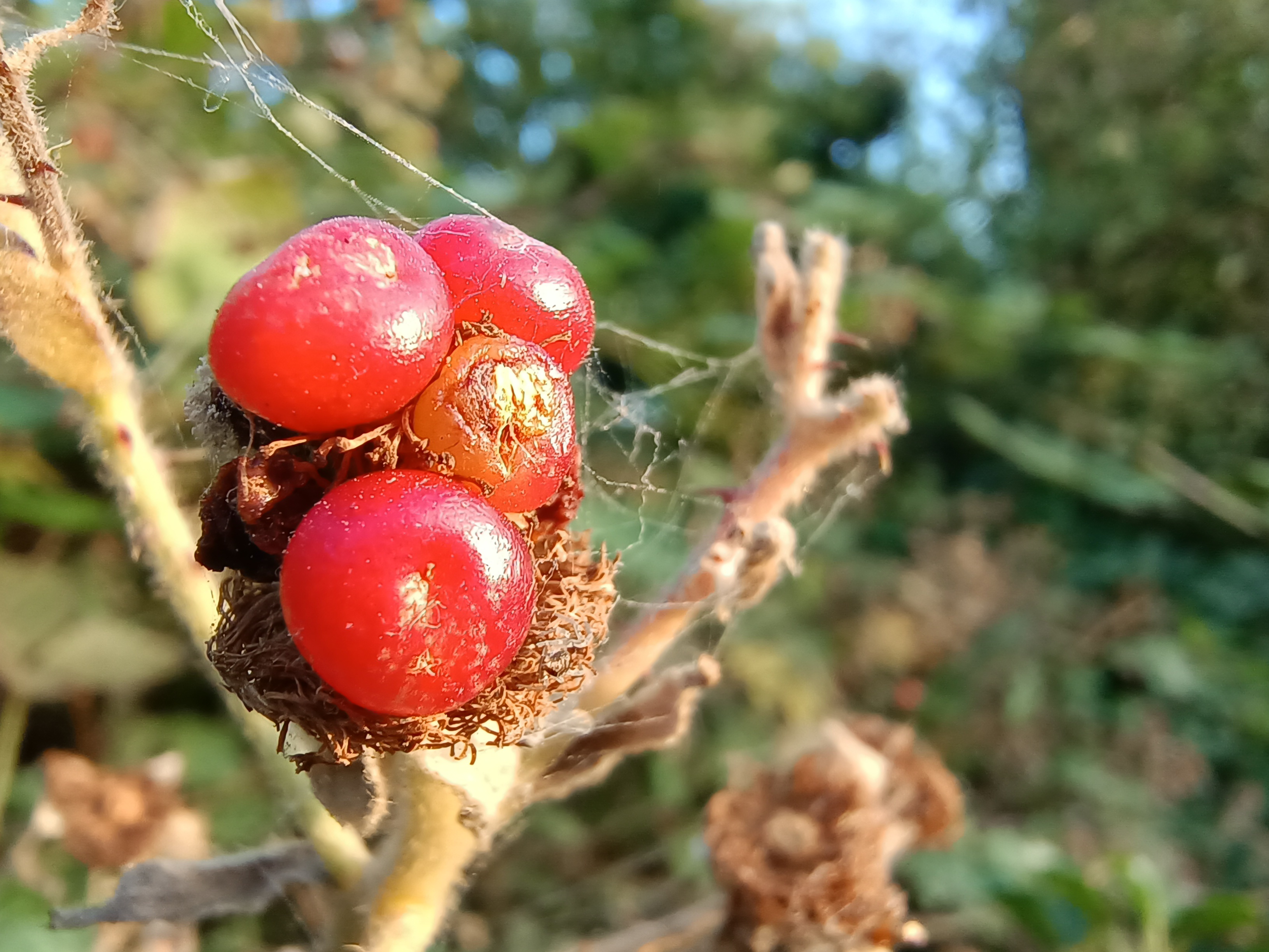 A macro shot of a raspberry taken by the Motorola Edge 20 Lite