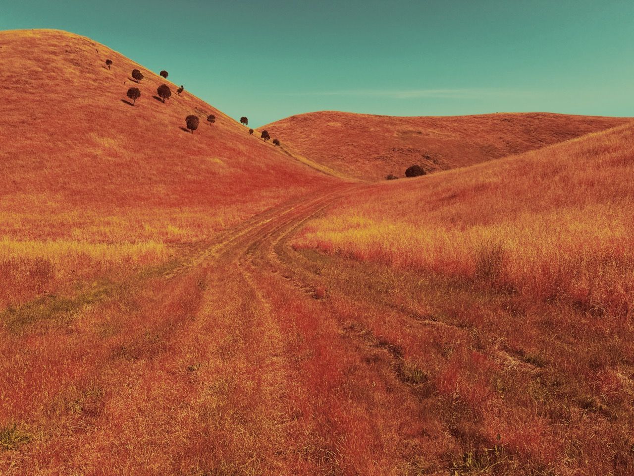 Photograph of an Australian outback landscape, with orange grasses over rolling hills
