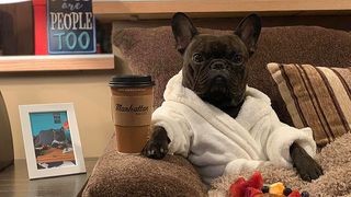 Cute dog relaxing on sofa with dressing gown