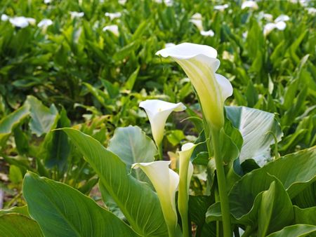 Many white calla lily flowers blooming in a garden