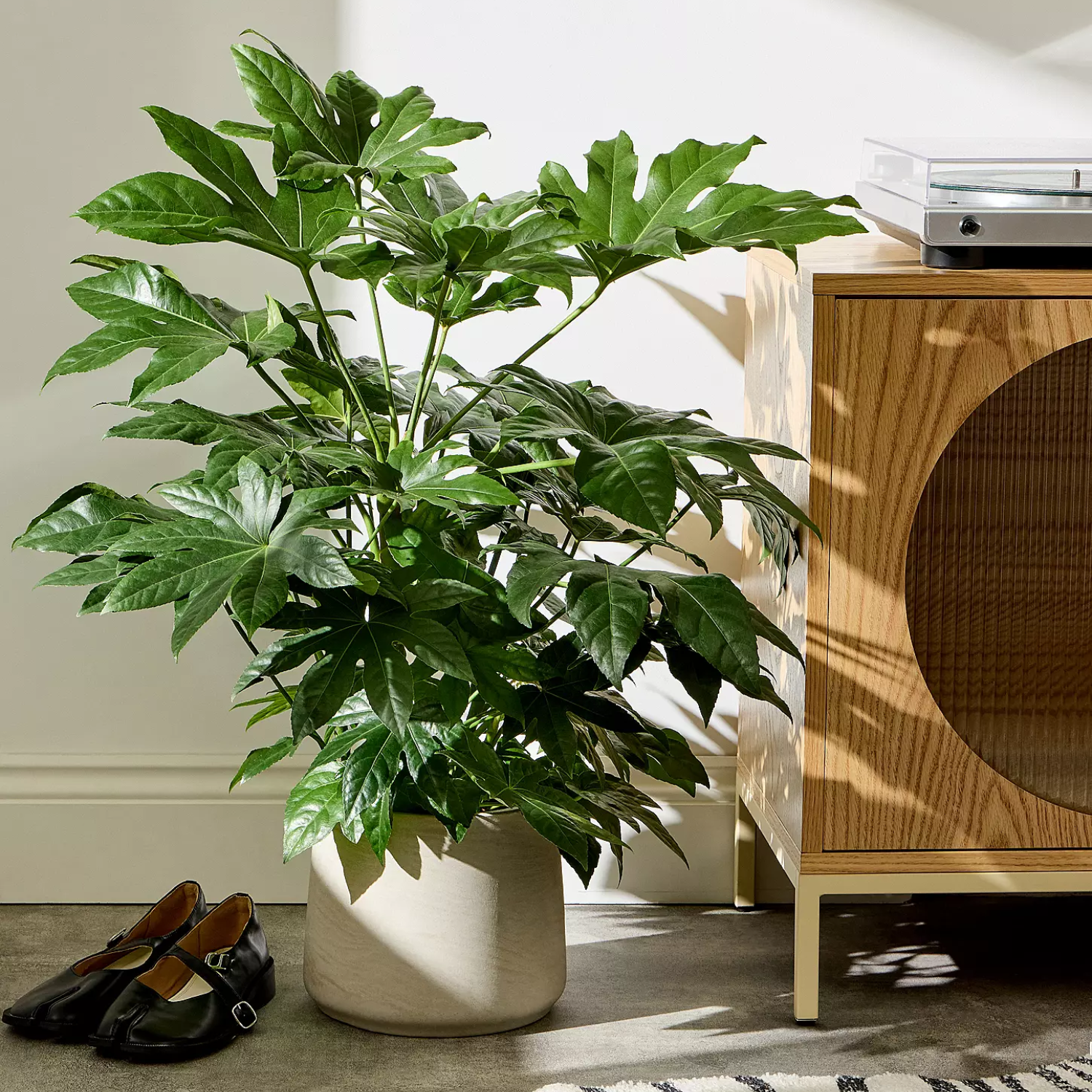 A potted paper plant houseplant in a white pot by a wood sideboard and a pair of black buckle shoes