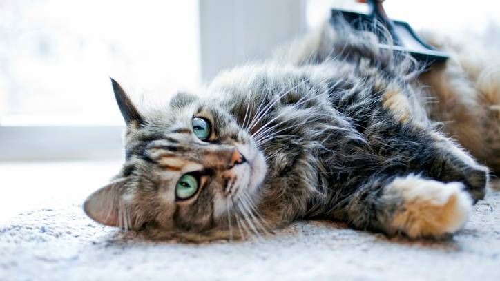 Cat being brushed with one of the best cat brushes