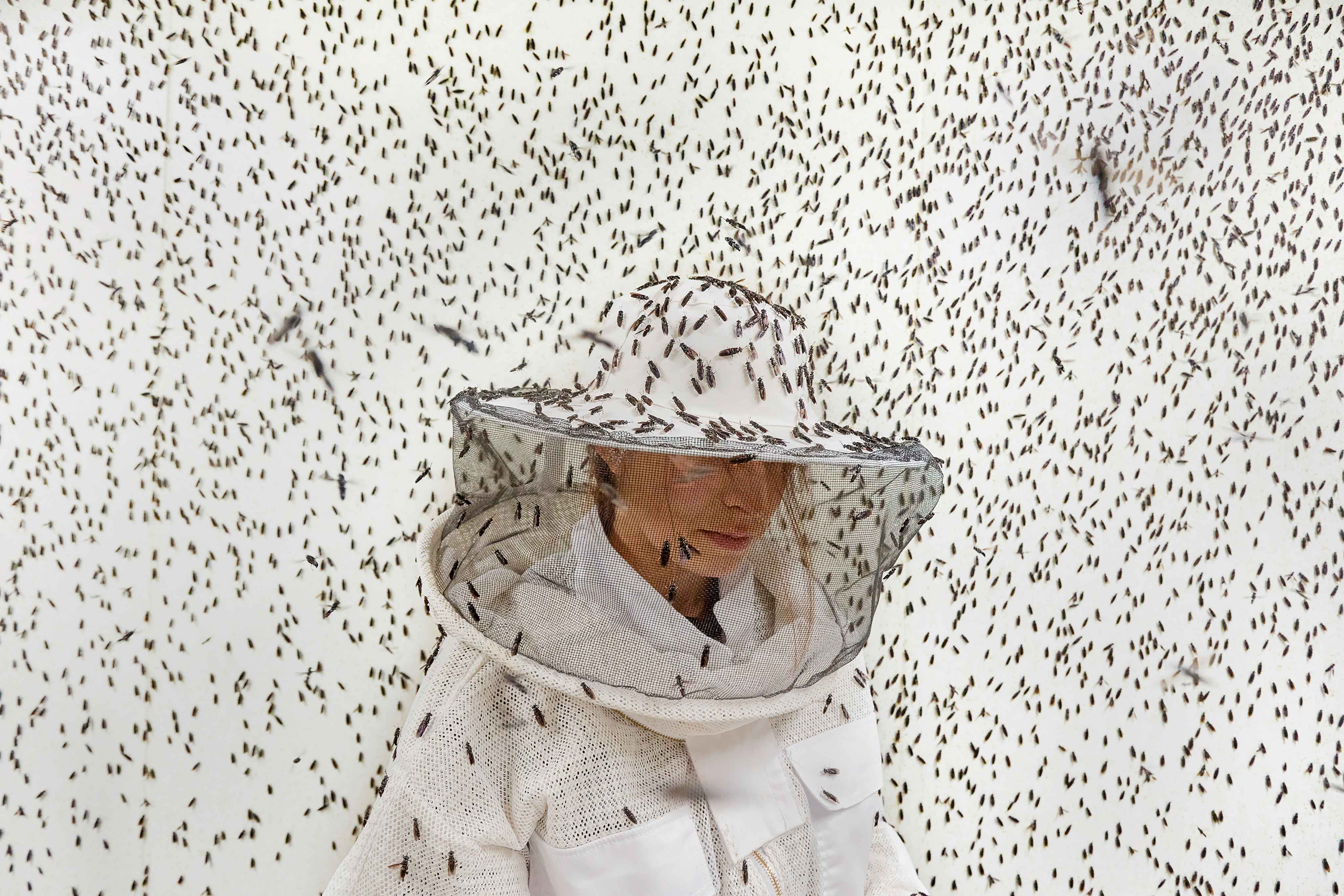 A researcher in a white protective suit and wide-brimmed mesh veil stands surrounded by thousands of black soldier flies filling the white interior of an aviary.