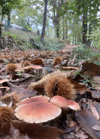 Truffle-hunting in the forests of Piedmont