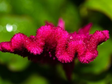 Pink Cockscomb Lagos Spinach Plant