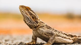 Bearded dragon