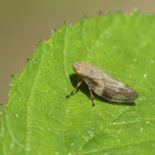 Common Froghopper (Philaenus spumarius) also called spittlebug or cuckoo spit insect perching on a leaf - Sandra Standbridge - GettyImages-979813682