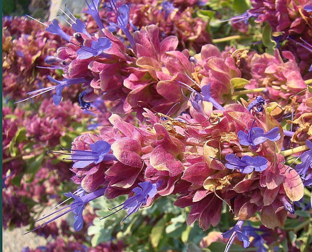 Mojave Sage Plant