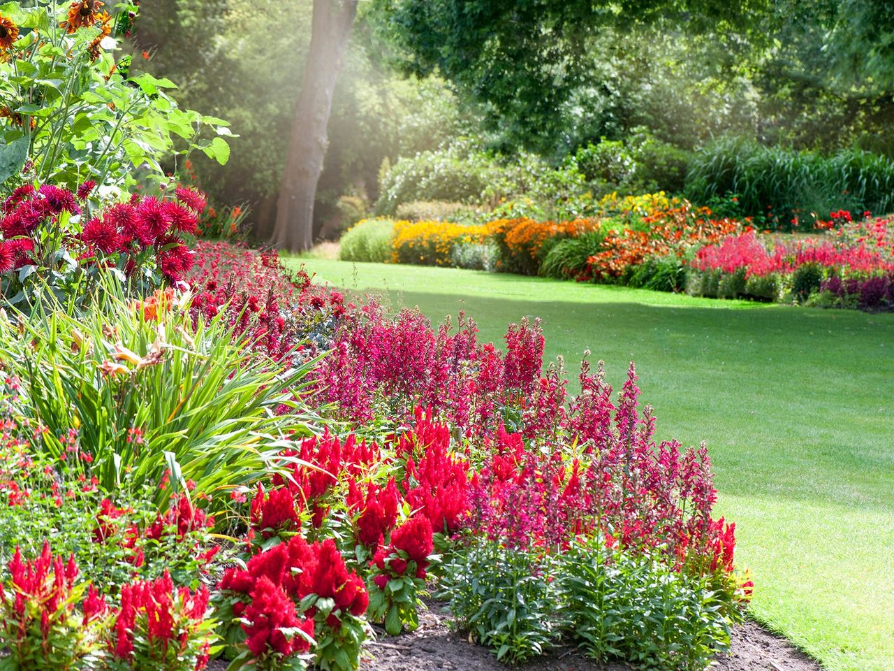 Colorful herbaceous flower borders in the summer sunshine