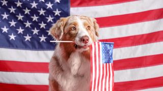 Australian shepherd dog with US flag