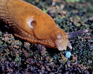 slug approaching a blue pellet