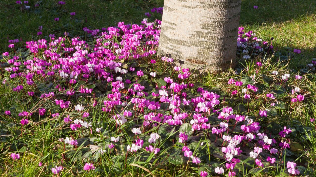 Cyclamen blooming in a colourful winter garden