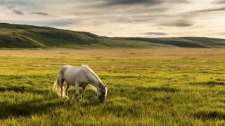 Dartmoor landscape and pony