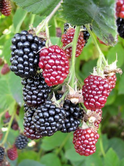 Close Up Of Black and Red Blackberries