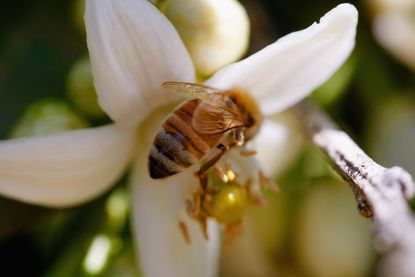 This is buzzworthy: The White House is ramping up efforts to save the honey bee