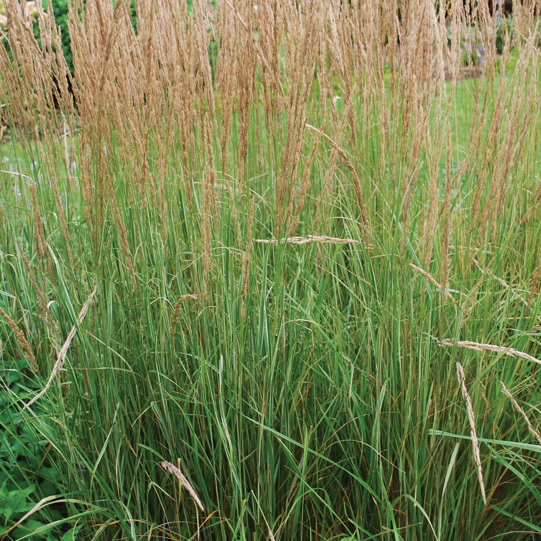 Karl Foerster Calamagrostis Plant &amp;amp; Bare Root