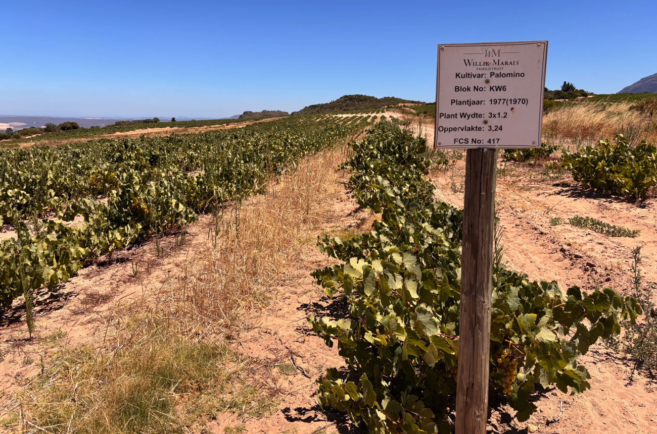 High altitude Palomino vineyards in Piekenierskloof, South Africa