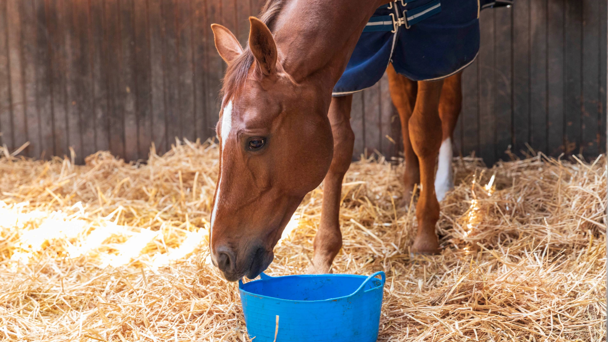 chestnut horse in a stable stood on a straw bed, eating from a blue feed bucket