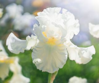 white iris flowering in summer garden display