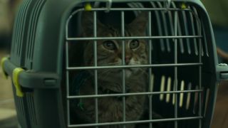 Lúculo the cat in a crate in Apocalypse Z: The Beginning of the End