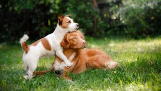 Jack Russell Terrier and a Nova Scotia Duck Tolling Retriever lying on grass