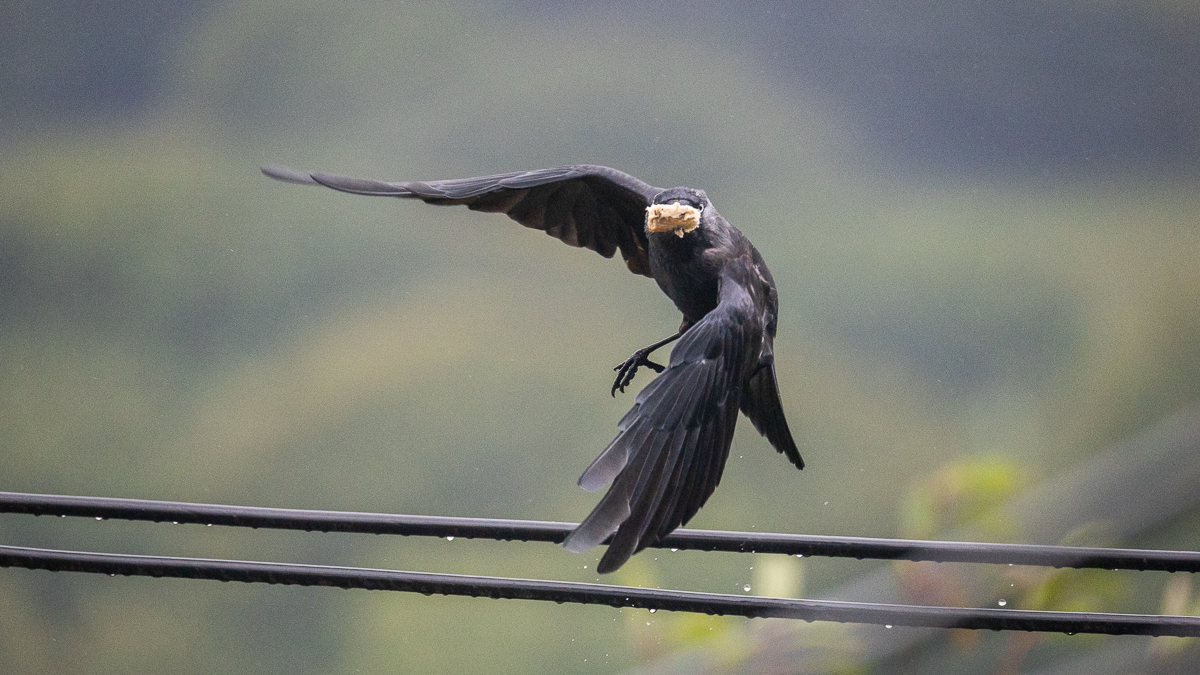 Black bird taking flight with food in its mouth