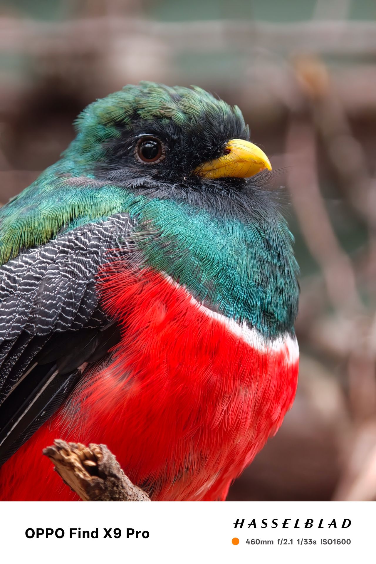 Close-up of a colourful bird perched on a tree branch